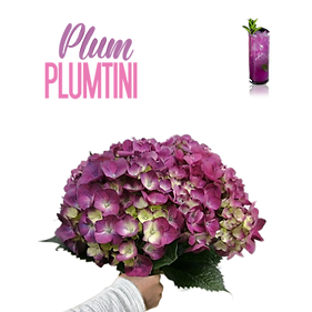 HORT. PLUMTINI SELECT 60